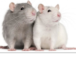 Rattie Army