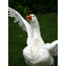The Geese Hotel