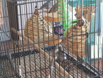 Bird facts Learn about birds!