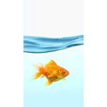 Betta and Pug Army!