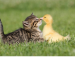 Cool Duckio Squad