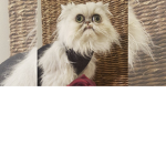 Wilfred Cat