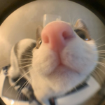 EpiccoolBacon