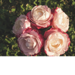 -Rose Thorns-