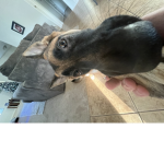 nala061010
