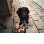 DOGS #### ########