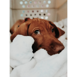 _Love_Dogs_