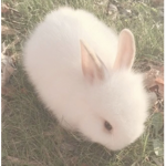 bunni bun bun <3
