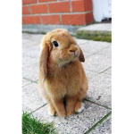 bunny time to be nice have fun and jump
