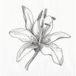 Lilly begins to Rose Fan Group