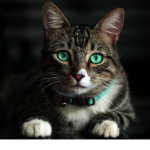CAT NATION :]