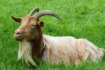 followxgoat Group Thumbnail