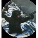N o o o