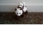 Fluffy panda hangout