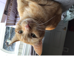 Dobby the cat