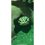 -Sᴍɪʟɪᴇᴢ-