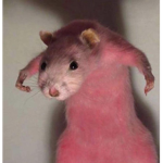 Rat Rats