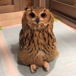 Precious little owls