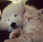 maomixz