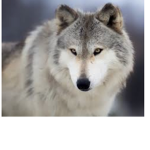 Superwolves group