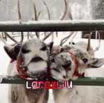 ~Lilu's Shop~