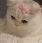 Kitty group for ever!