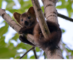 OT Mustelids
