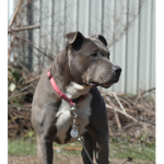 puppy Group for people who love dogs and care