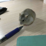hamster is so good!