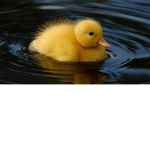 Duck field