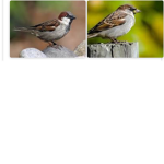 The sparrow group!!!