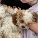 CHANEL PUP