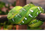 Official Swampy_Snake group.