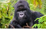 Super Gorilla Tribe