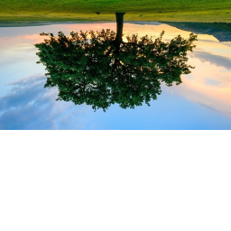 stare at a tree 3: the world upside down