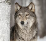WOLFPOWERR_1111