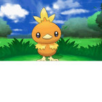 torchic #######