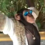 the monkey enclosure
