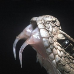 boa.
