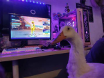 the pretty duckling's