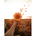 Izzy’s sunshine group