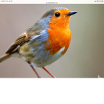 Bird United army