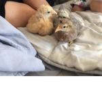 is this a bird?