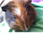 The Guinea Pig Group
