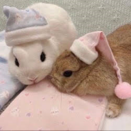 ⋆ ˚｡⋆୨୧⋆ ˚｡⋆