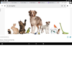 Cats and dogs and many more
