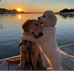 HOLY_DOGE