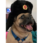 United Socialist States of Bruno the Pug