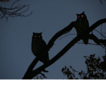 Dark Unicorns