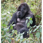 Gorillas United,
